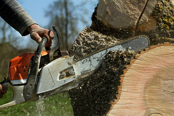 How Our Tree Care Process Works  in  Mount Sinai, NY