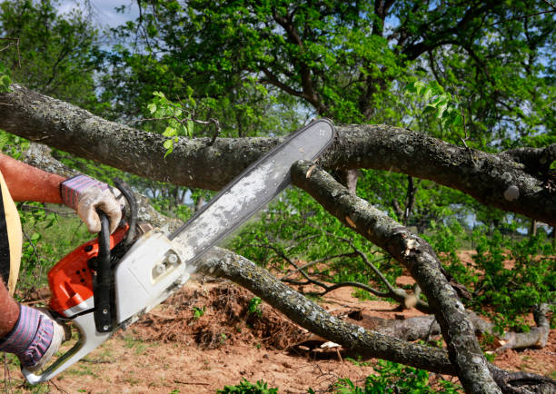 Best Hazardous Tree Removal  in Mount Sinai, NY